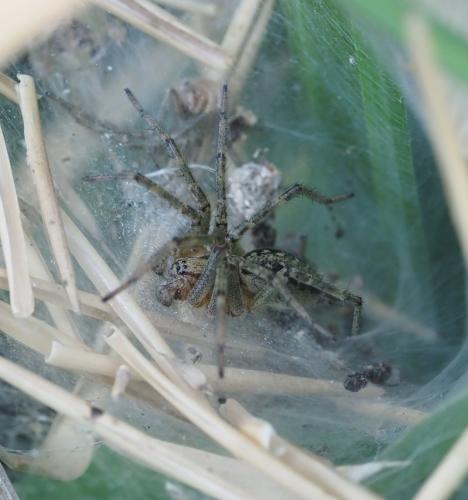 Agelena labyrinthica